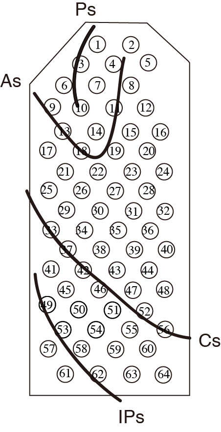 Monkey C